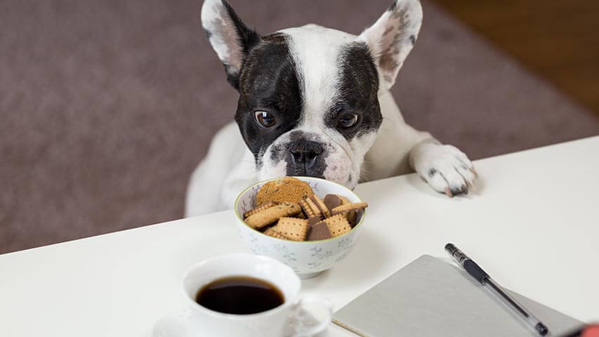 Guide to Make Your Pet Food at Home