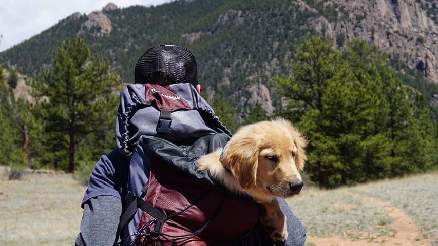 Tips You Should Know When Traveling with Your Pets