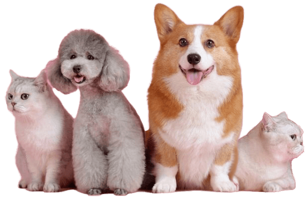 Calgary Dog Care