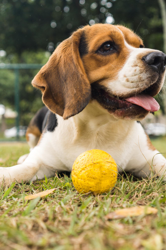 Dog Grooming in Calgary