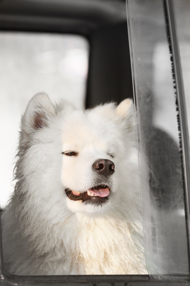 Dog Boarding in Calgary