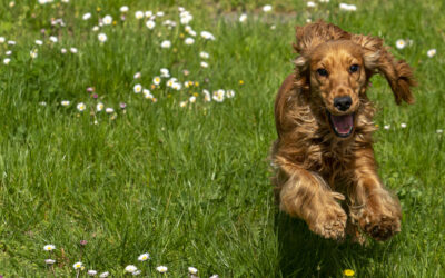 Unveiling the Woofs and Wags of Dog Boarding: A Home Away from Home for Your Furry Companion